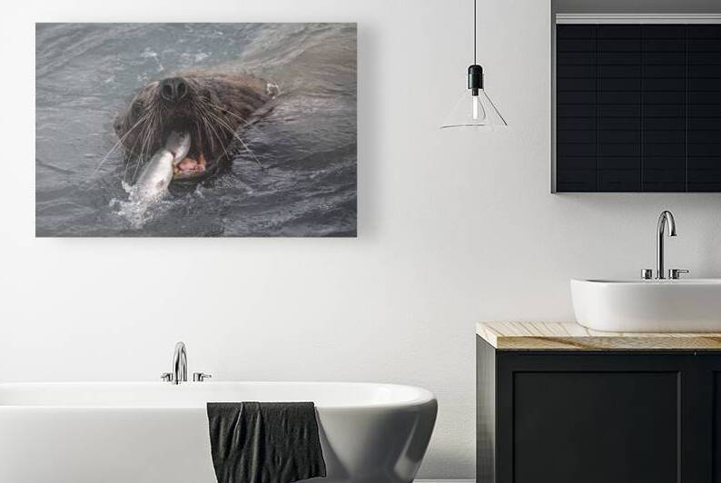 Graphic Sea Lion Hunts: Understanding Their Predatory Skills by Caio Paagman Photography