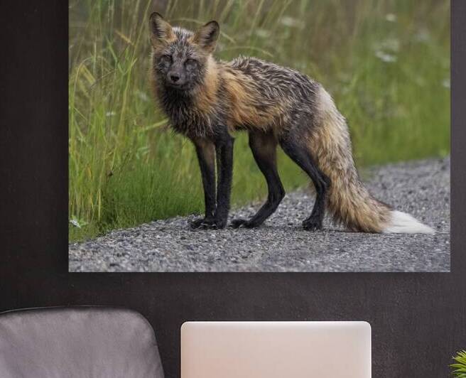 Urban Foxes: Thriving in Cityscapes by Caio Paagman Photography