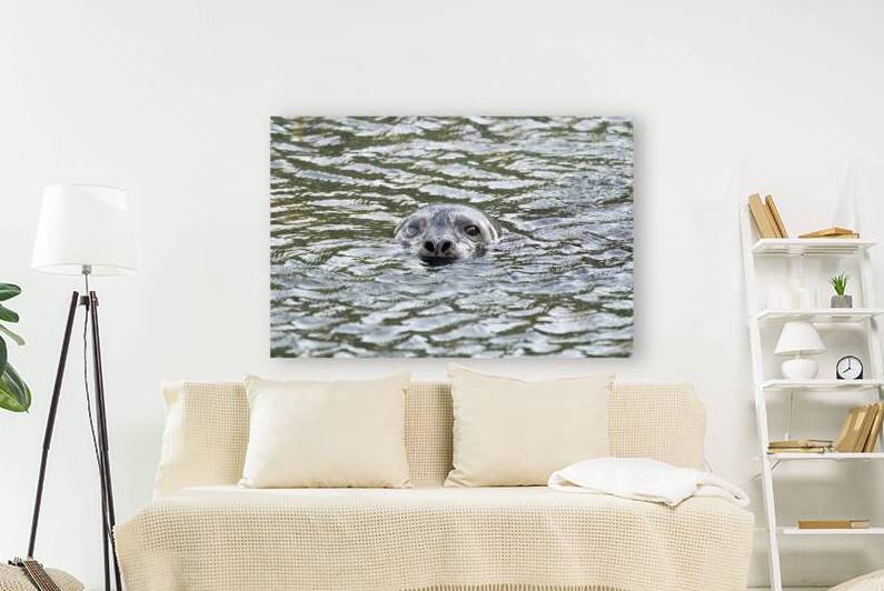 Meet the Curious Seal: A Glimpse into Their World by Caio Paagman Photography