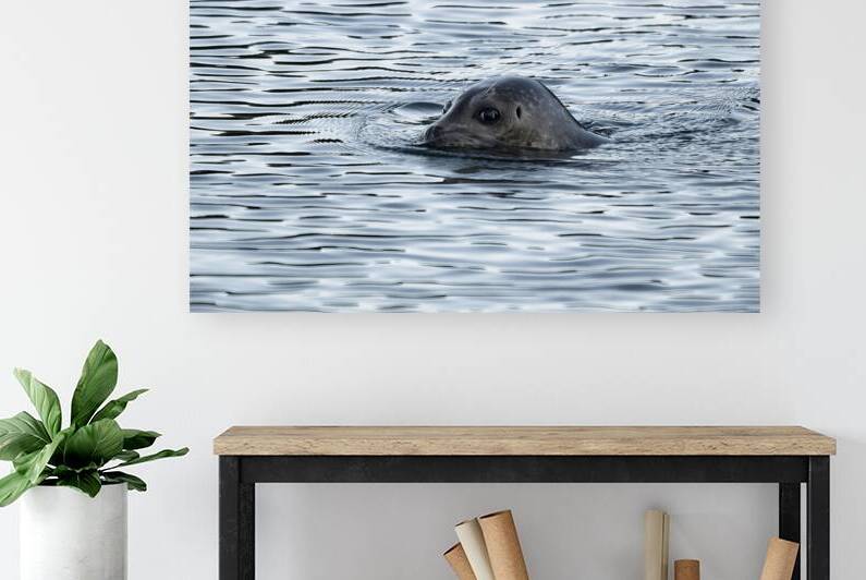 Graceful Swimmers: The Art of Seals in Motion by Caio Paagman Photography