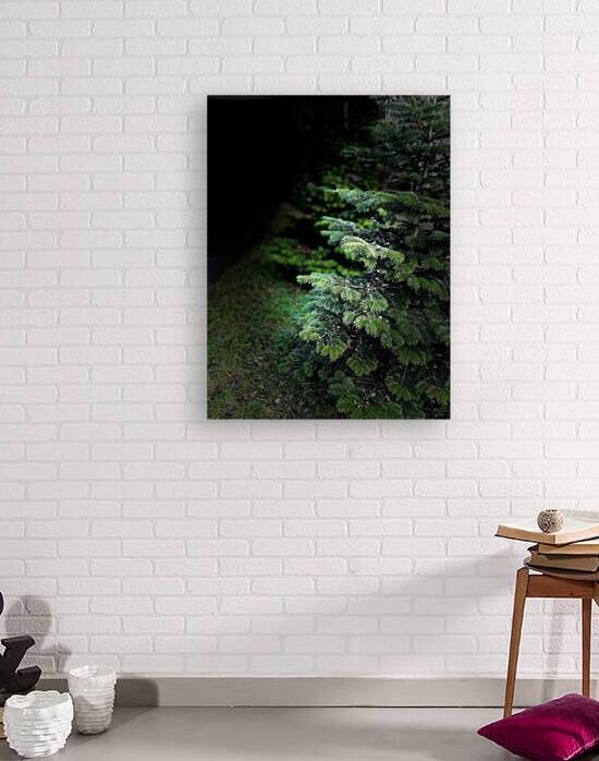 Portrait of Plants- Fir Trees in the Darkness  by Catriona Roberts Nature Photography and Designs