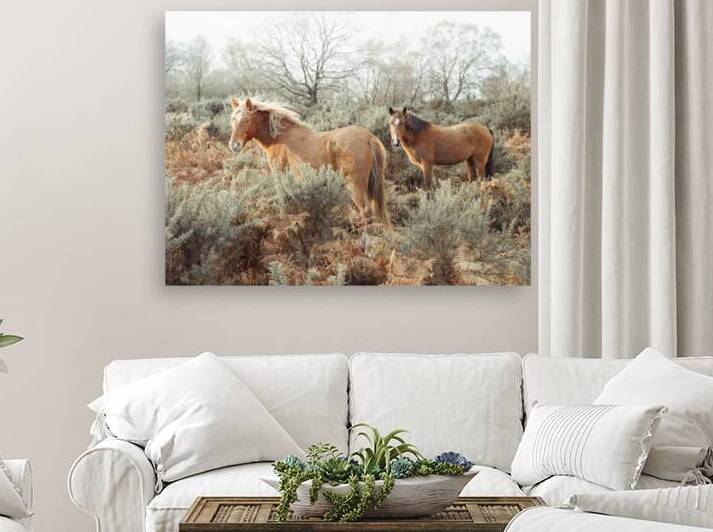 Horses in the Wild by Assaf Frank