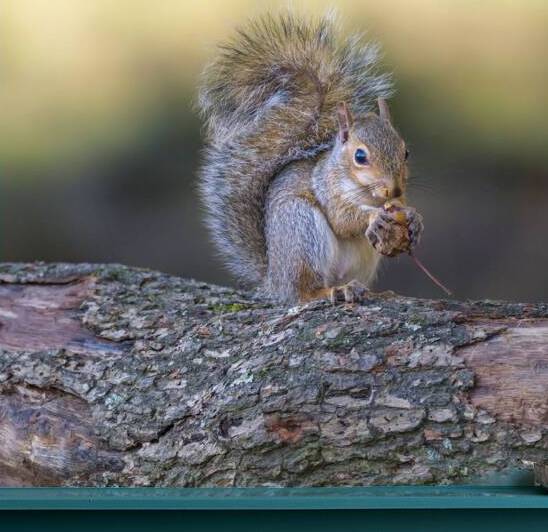 Nut Muncher by Assaf Frank