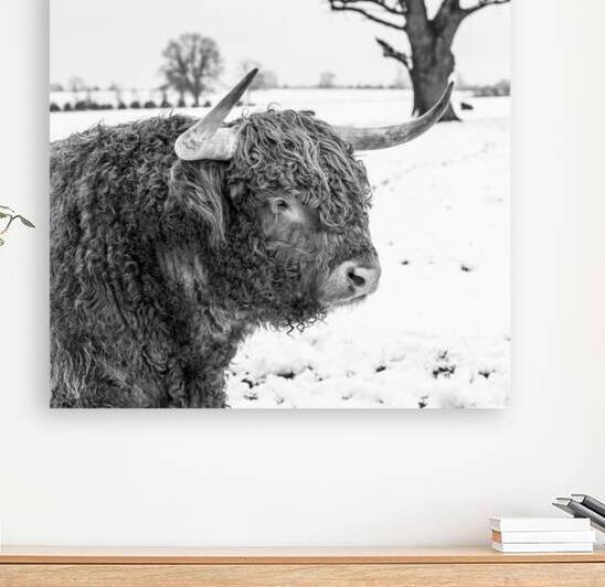 Iconic Highland Cow by Assaf Frank