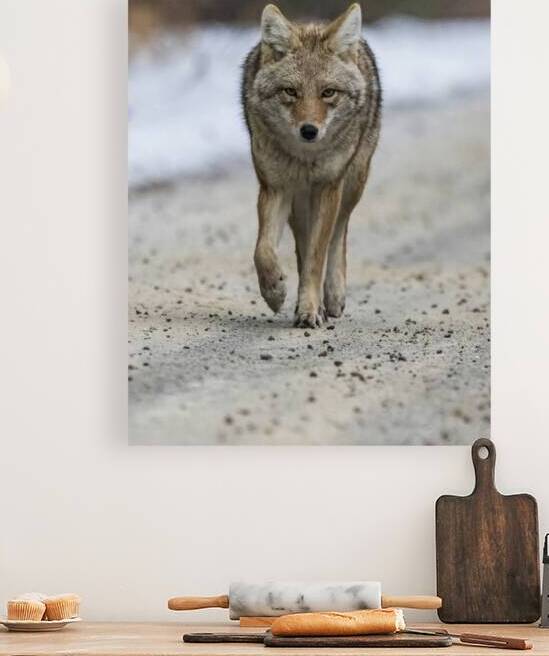 Coyote Encounter: A Wild Connection by Caio Paagman Photography