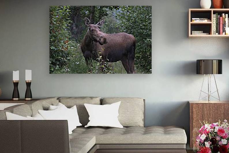 Majestic Moose: Exploring the Wilderness Giants  by Caio Paagman Photography