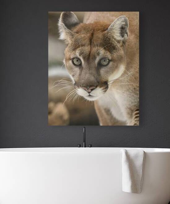 Close Call:Surviving a Cougar Encounter by Caio Paagman Photography