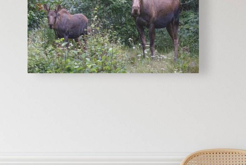 Mother Moose & Calf: A Journey of Love and Nature by Caio Paagman Photography