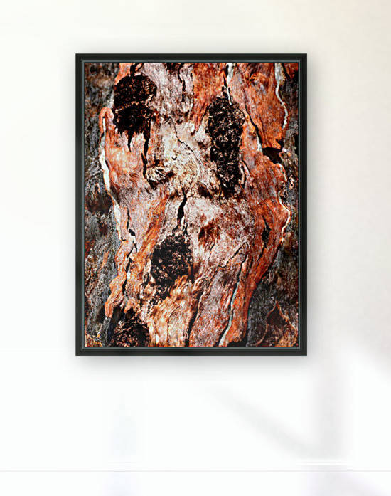 Murray Gum Tree Bark 9 by Lexa Harpell