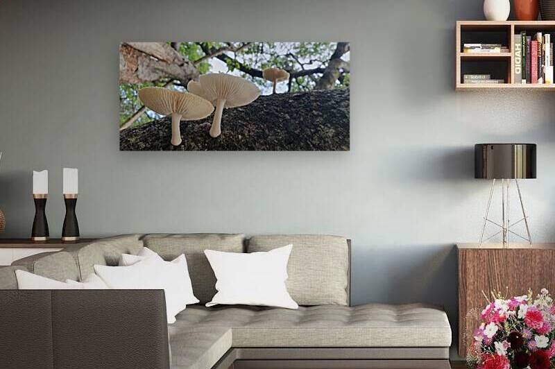 take root anywhere by Carinou Art