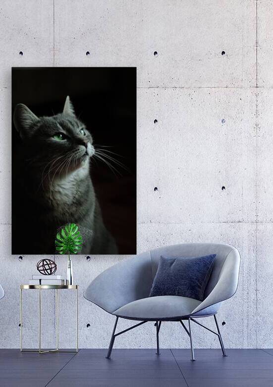 cat kitty kitten mammal pet by Loissa90