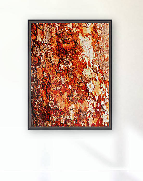 Aussie Gum Tree Bark - 15 by Lexa Harpell