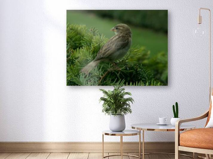 curious by Carinou Art