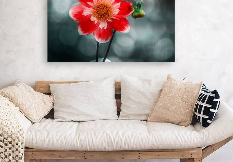 Red and White Dahlia by Joan Han