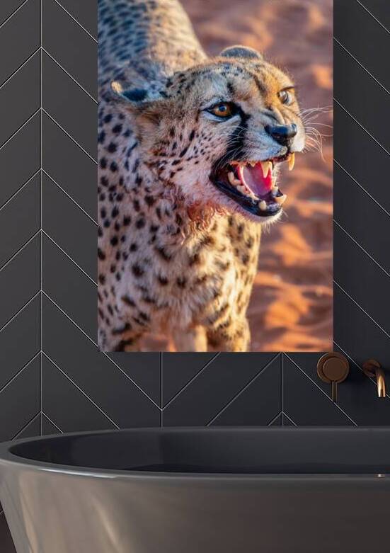 Angry cheetah portrait Namibia                           by DELPHIMAGES