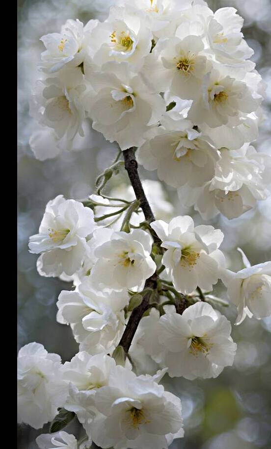 White Flora Fauna and Fabric Dream of Matisse 24 by The Mabazza Foundation 