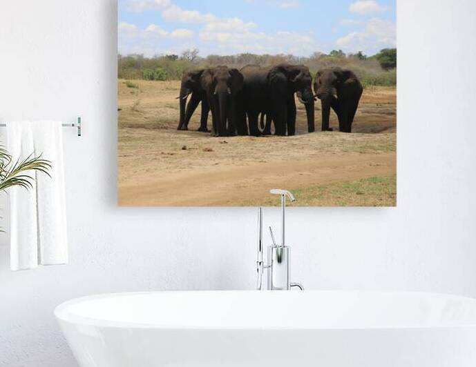 Elephants by Locspics