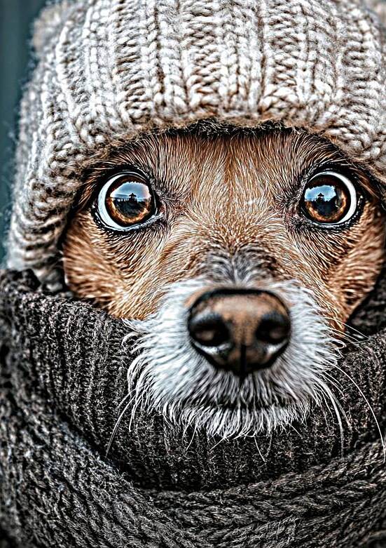 Cozy Winter Pup - Dog in Warm Knitwear by Matthias Hauser