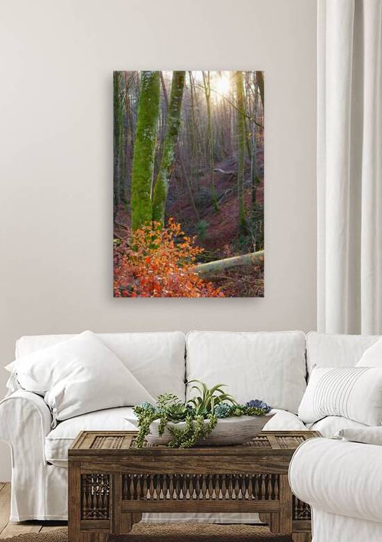 December Glow in Nature Park Schoenbuch Germany by Matthias Hauser