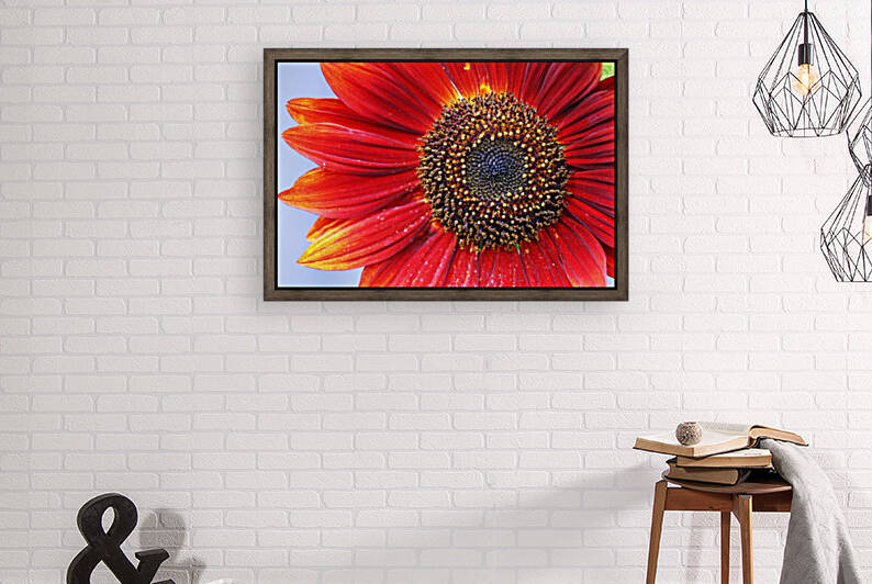 Ruby Red Sunflower by Deb Oppermann