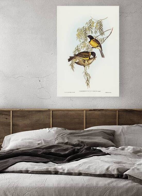 Australian Golden Whistler by History In Your Home