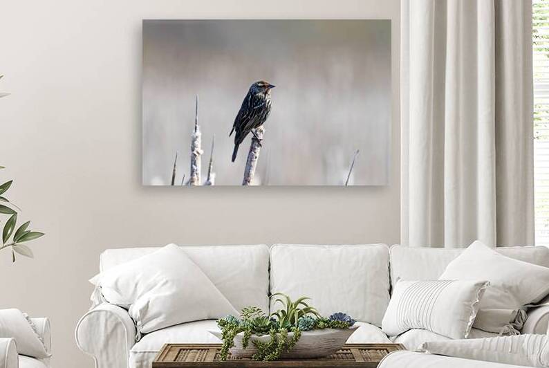 Female Red Winged Blackbird Posing by Deb Oppermann