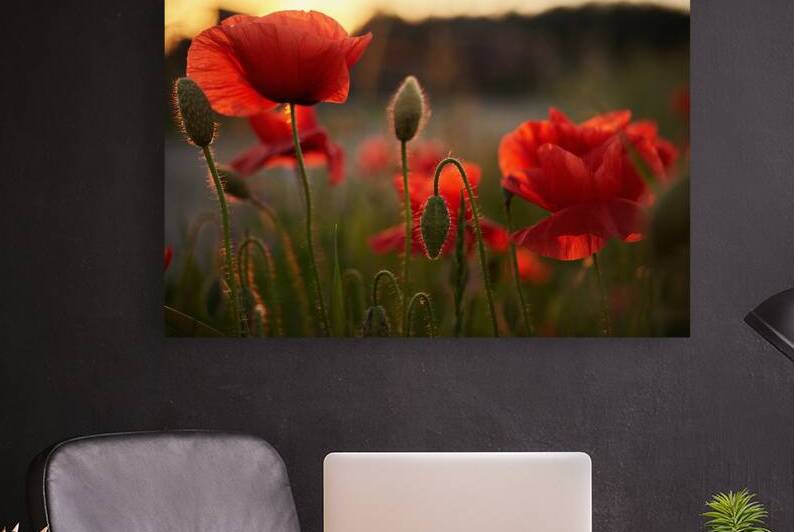 Poppies field with close up poppy on sunset light. Summer garden by Vetre