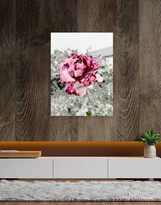 Abstract Rose Garden by Catriona Roberts Nature Photography and Designs