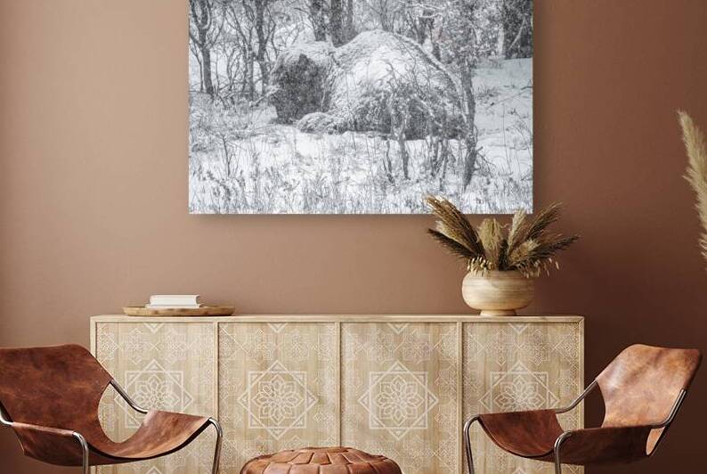 Cloaked In Snow by Susan Diann Photography