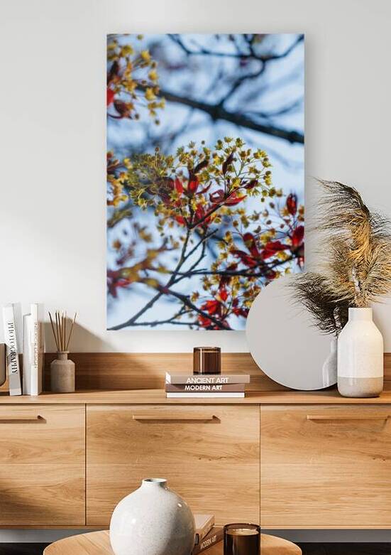 Blossoming Radiance: Red Maple in Full Bloom by Heather Marie Clark