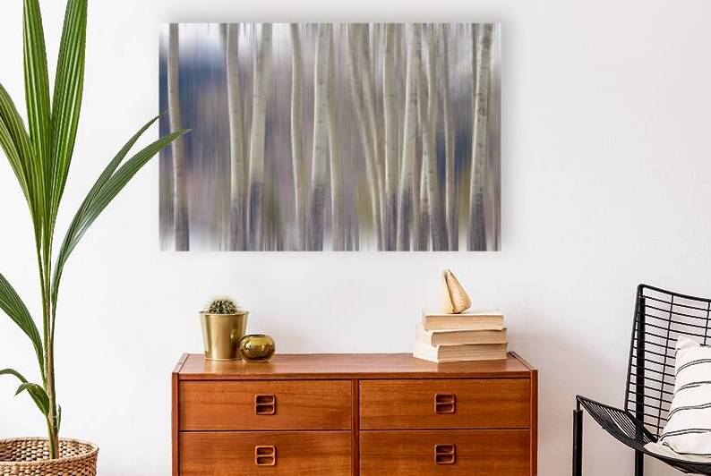 Rocky Mountain Winter Aspent Tree Forest Dream by Bo Insogna