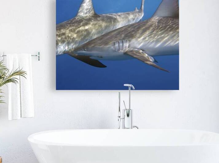 Tandem by DeepEarth Photography