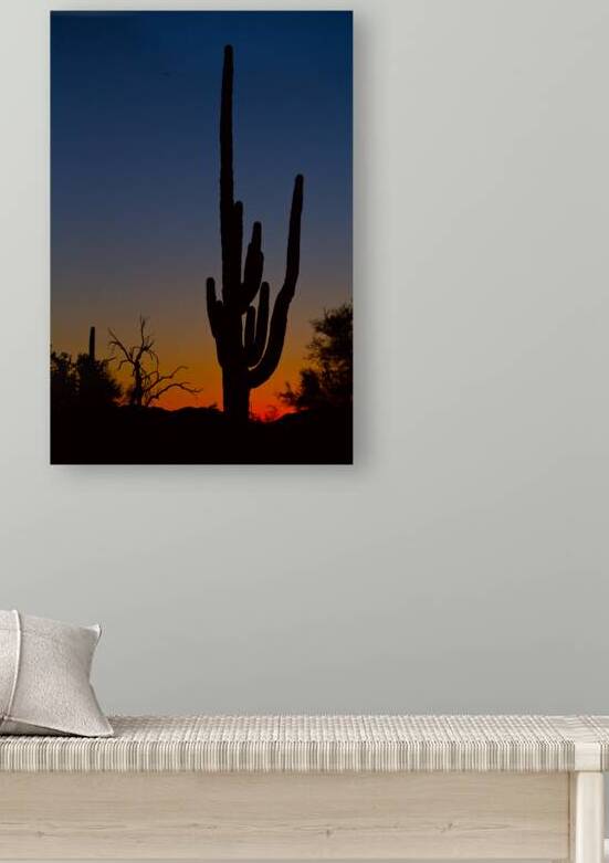 Sonoran Desert Sunrise by Bo Insogna