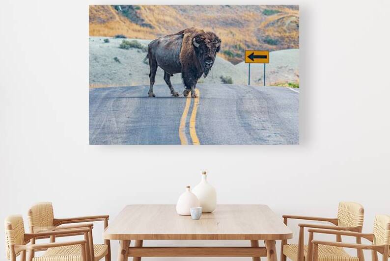 Bison Crossing by Geoffrey Prior