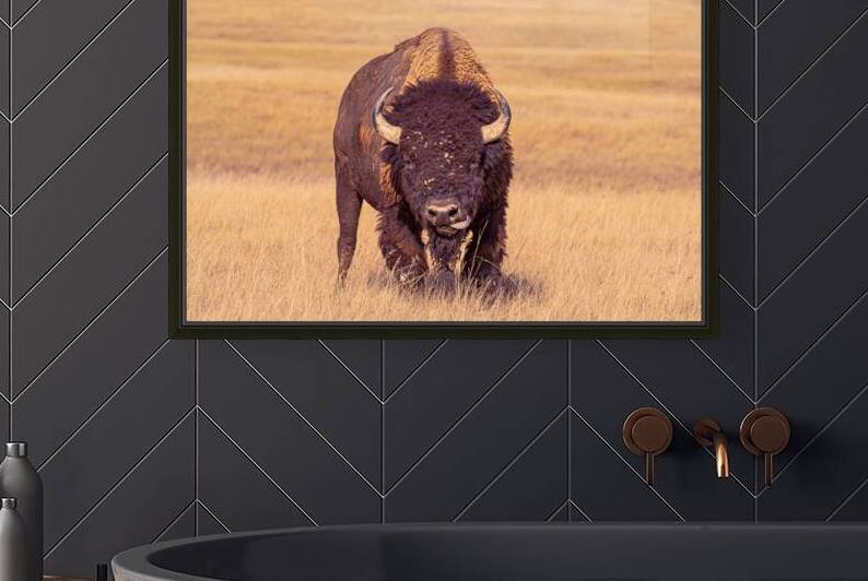 Bufalo Lick by Geoffrey Prior