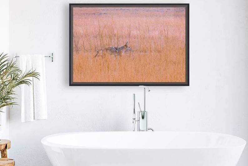 Badlands Cayote by Geoffrey Prior