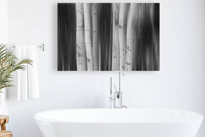 Aspen Tree Colonies Dreaming BW by Bo Insogna