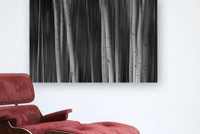 Autumn Aspen Trees Dreaming BW by Bo Insogna