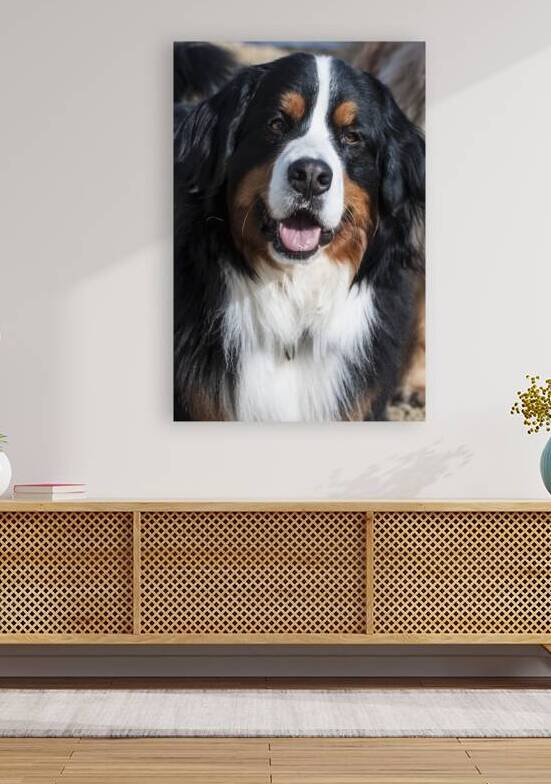 Smiling Bernese Mountain Dog Outdoors - Utah by Gary Whitton