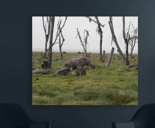 Elephant Amboseli National Park Kenya by Randy Roy Photography