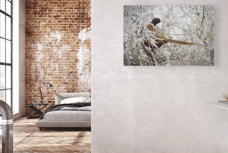 Frigid Pheasant - Fleming Unit - Honey Lake Wildlife Area - Lassen County California by Mike Lee