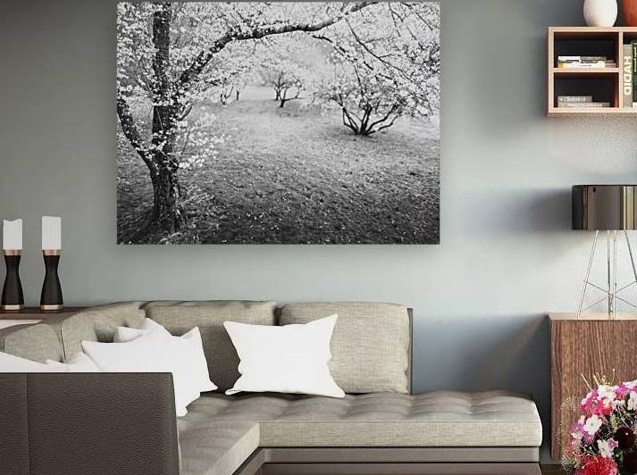 April Blossoms   Black and White by Jason Fink