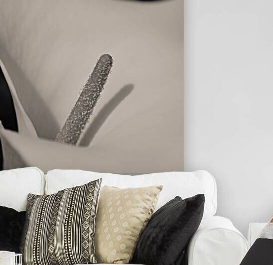 Calla Lily Beauty by Dave Bowman