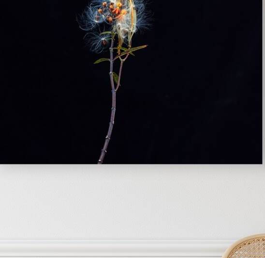 Milkweed Flowers Seed Pods X101 by Rich Franco