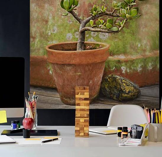 Jade Plant Crassula Variegata X101 by Rich Franco