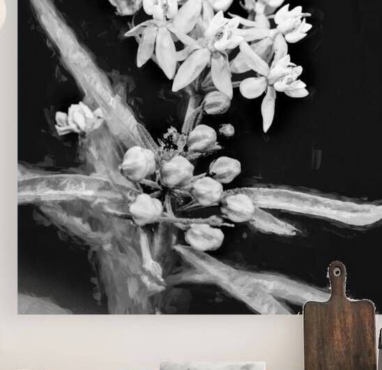 Milkweed Flowers Asclepias X101 by Rich Franco