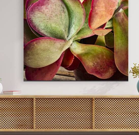 Flapjack Plant Kalanchoe X201 by Rich Franco