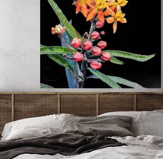 Milkweed Flowers Asclepias X102 by Rich Franco