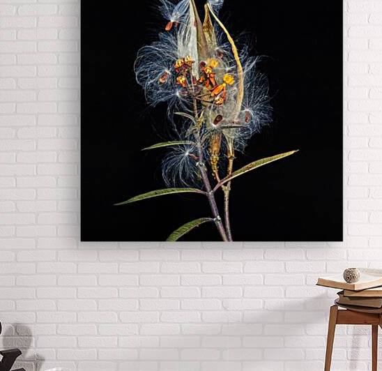 Milkweed Flowers Seed Pods X100 by Rich Franco