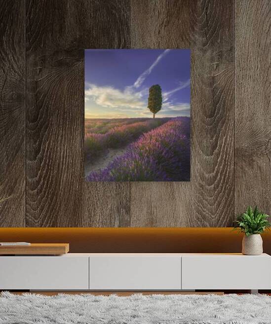 Lavender fields and cypress tree in Tuscany by Stefano Orazzini